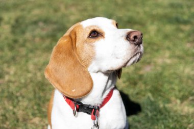 Bahçedeki Beagle köpeğinin portresi