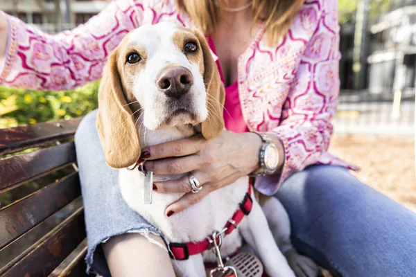Beagle dog wearing a red harness sitting on a wooden bench with his owner.