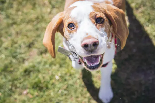Çimenlikteki av köpeği yürürken kameraya bakıyor