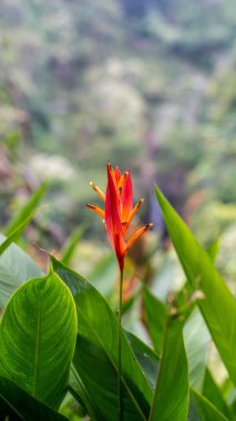 Bir Heliconia psittacorum çiçeği yemyeşil yapraklarla çevrili, bir orman ortamında doğal güzellikler sergiliyor.