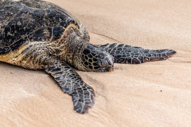 Hawaii sahilinde yeşil bir deniz kaplumbağasının yakın çekimi.