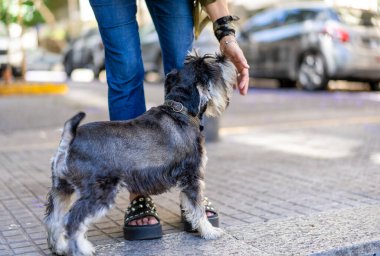 Woman petting her joyful Schnauzer dog on the street clipart