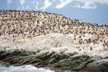 Colony of cormorants perched on a rocky island in the Beagle Channel clipart