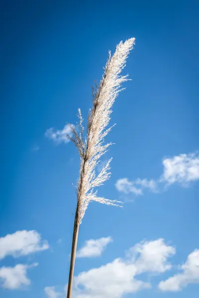 Zarif tüy çimenleri mavi gökyüzüne hafifçe sallanıyor.