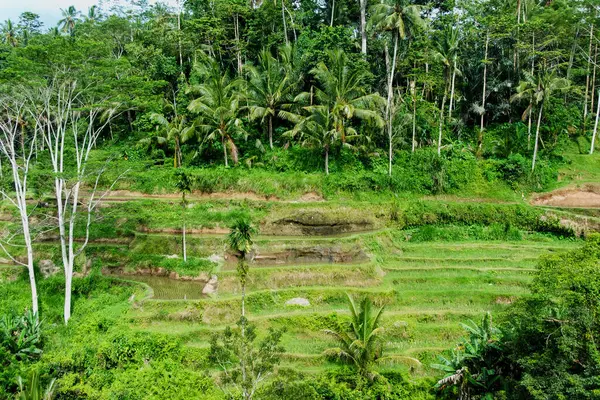 Ubud, Bali, Indones 'da tropik yeşilliklerle çevrili yemyeşil pirinç terasları.