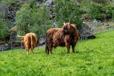 Shaggy Highland inekleri canlı Norveç otlaklarında otluyor..