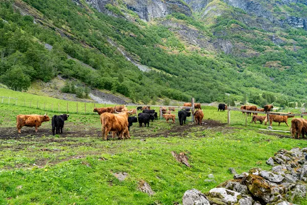 Norveç 'in çarpıcı kırsalının ortasında Iconic Highland inekleri.