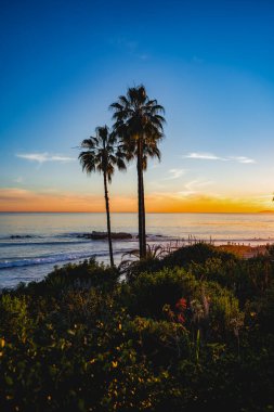 Kaliforniya 'da siluetli palmiye ağacıyla Laguna Plajı' nda altın saat