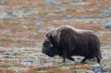 Sonbahar manzarasında misk öküzü boğası, güvercin reçeli, Norveç, (ovibos moschatus