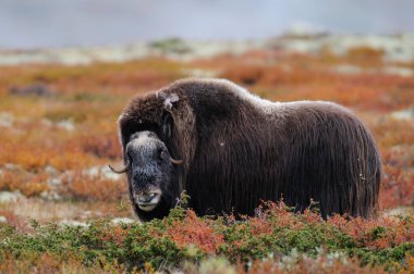 Misk öküzü bir sonbahar manzara, dovrefjell, Norveç, (ovibos moschatus