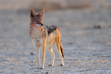 Siyah sırtlı çakal tuz tepsisinde duruyor, etosha ulusal parkı, namibya, (canis mesomelas)