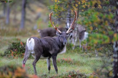 Bir sonbahar manzarasında ren geyiği boğası, flatruet, sweden, (rangifer tarandus