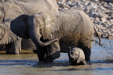 Buzağılı Afrika fili banyo yapar, etosha ulusal parkı, namibya, (Loxodonta africana
