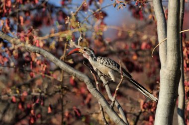 Kırmızı gagalı boynuzlu bir ağaç, etosha ulusal parkı, namibya, (tockus erychrorhynchus)