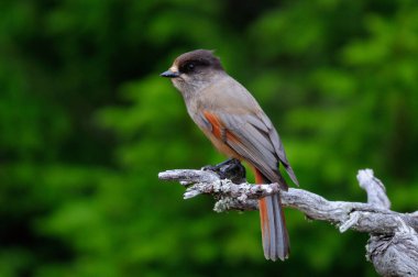 Sibirya jay oturup bir düğüm, İsveç, (perisoreus infaustus)