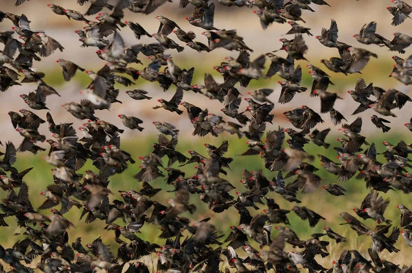 stock image Redbilled quelea swarm are flying, (quelea quelea), etosha nationalpark, namibi