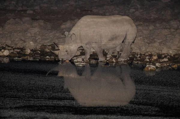 Rinoceronte Negro Bebendo Noite Etosha Nationalpark Namibia Diceros Bicornis — Fotografia de Stock