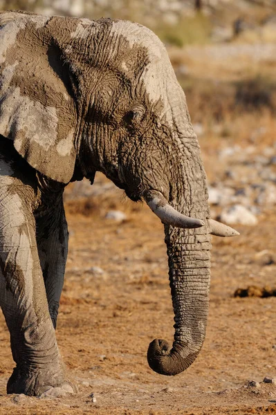 非洲象 埃托沙国家公园 纳米巴 非洲羊驼 — 图库照片