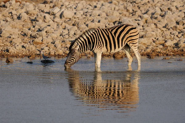 Zebre Burchell Bevono Pozzo Acqua Nel Parco Nazionale Della Namibia — Foto Stock