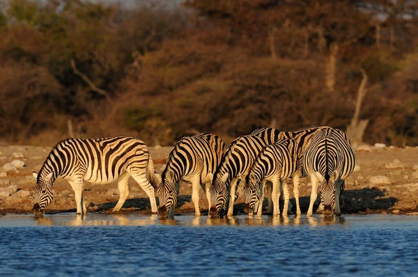 Burchell Zebra Sürüsü Bir Birikintisinde Içiyor Etosha Milli Parkı Namibya — Stok fotoğraf