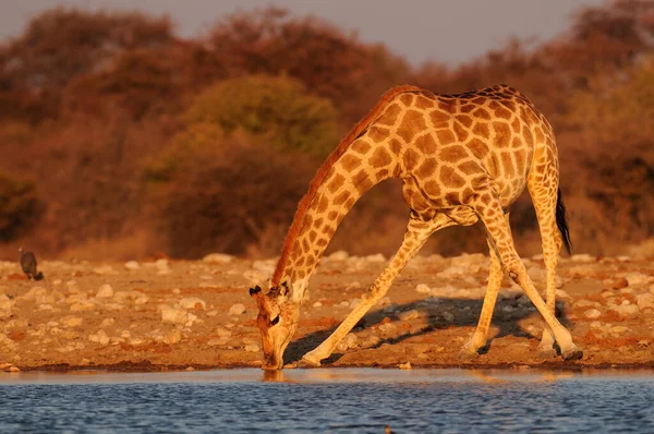 Zsiráf Iszik Egy Víznyelőben Etosha Nationalpark Namíbia Giraffa Camelopardalis — Stock Fotó