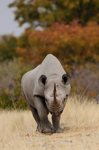 Бег Чёрных Носорогов Этоша Парк Обия Diceros Bicornis — стоковое фото