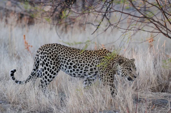 Leopard Looking Catch Namibia Panthera Pardus — 스톡 사진