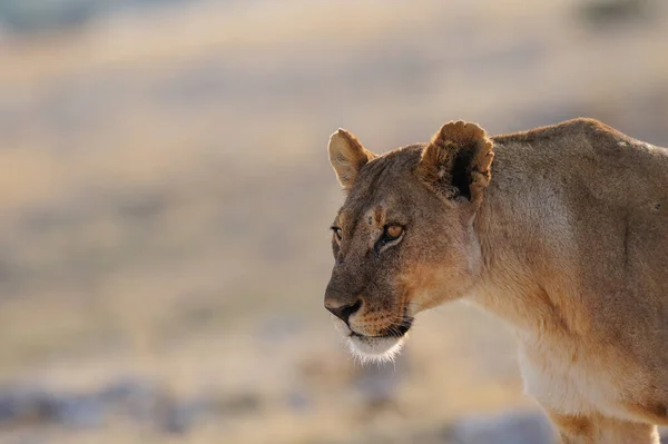 Αφρικανικό Λιοντάρι Φαίνονται Περίεργοι Πορτρέτο Κεφάλι Etosha Εθνικό Πάρκο Namibia — Φωτογραφία Αρχείου