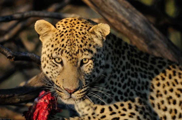 Léopard Avec Prise Dans Arbre Namibia Panthera Pardus — Photo