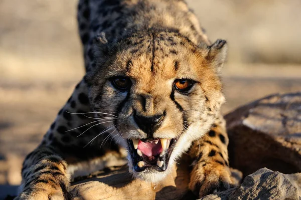 Cheetah Hiss Head Portrait Namibia Acinonyx Jubatus — 스톡 사진