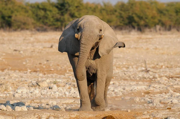 Elefante Africano São Executados Etosha Nationalpark Namibia Loxodonta Africana — Fotografia de Stock