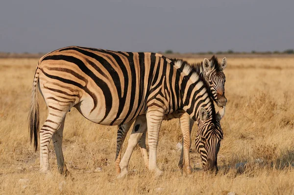 Zebra Burchella Źrebakiem Park Narodowy Etosha Namibia Equus Burchelli — Zdjęcie stockowe