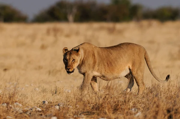 Afrikai Oroszlán Néz Kíváncsi Etosha Nemzeti Park Namíbia Panthera Leo — Stock Fotó
