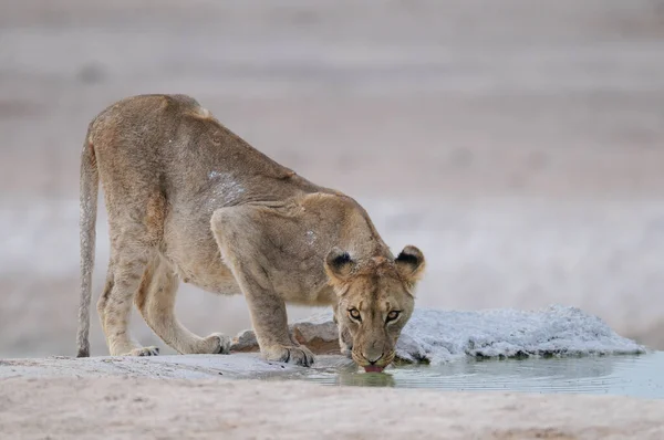 물웅덩이에서 마시고 아프리카 Panthera Leo — 스톡 사진