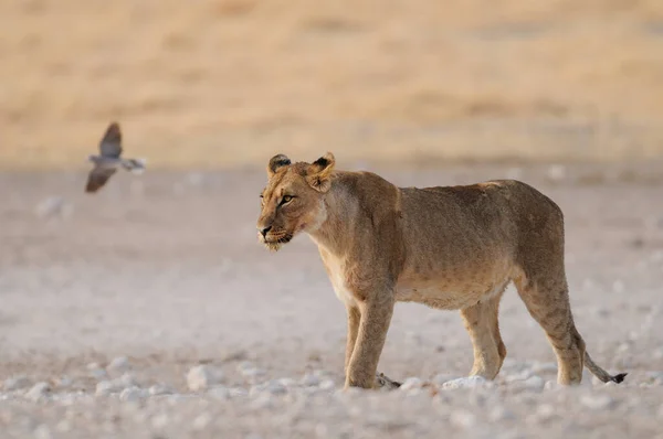 Afrykański Lew Wygląda Ciekawie Park Narodowy Etosha Namibia Panthera Leo — Zdjęcie stockowe