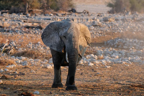 非洲象在旱季 国家公园 纳米巴 非洲羊驼 免版税图库图片