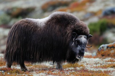 Misk öküzü sonbahar manzarasına bakar, güvercin jölesi, Norveç, (ovibos moschatus)