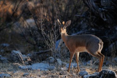 Damara dikdik durdu ve çalıların dışına baktı, etosha ulusal parkı, namibya, (madoqua kirkii