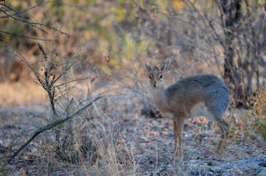 Damara dikdik durdu ve çalıların dışına baktı, etosha ulusal parkı, namibya, (madoqua kirkii