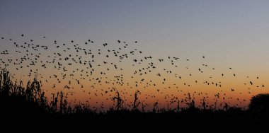 Günbatımında kırmızı gagalı quelea sürüsü, (quelea quelea), etosha ulusal parkı, namibia