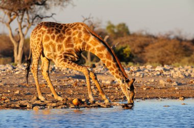 Zürafa bir su birikintisinde içiyor, etosha Milli Parkı, Namibya, (zürafa camelopardalis)