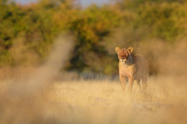 Afrika aslanı otlakları, etosha ulusal parkını, namibya 'yı (Panthera leo
