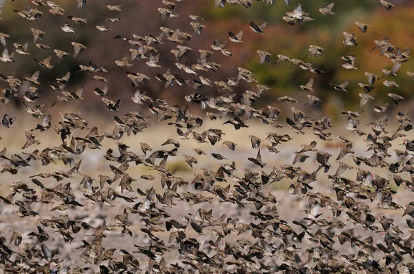 Redbilled Quelea Swarm Fly Quelea Quelea Etosha Nationalpark Namibia — Stock Photo, Image