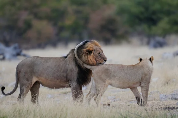 Δύο Φιλικό Αφρικανικό Λιοντάρι Etosha Εθνικό Πάρκο Namibia Panthera Leo — Φωτογραφία Αρχείου