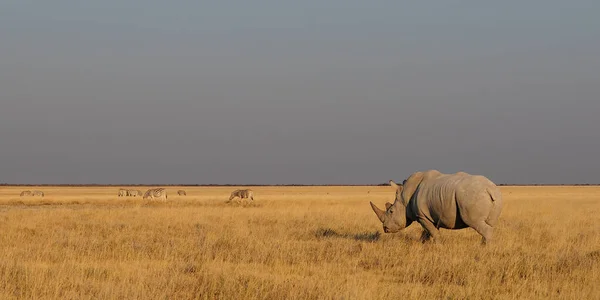 Rinoceronte Branco Com Rebanho Zebra Panorama Parque Nacional Etosha Namíbia — Fotografia de Stock