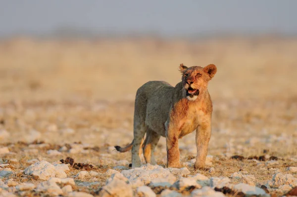 Αφρικανικό Λιοντάρι Νεαρός Φαίνονται Περίεργοι Etosha Εθνικό Πάρκο Namibia Panthera — Φωτογραφία Αρχείου