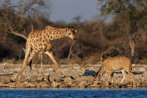 Żyrafa Pije Wodopoju Kudu Etosha National Park Namibia Żyrafa Camelopardalis — Zdjęcie stockowe