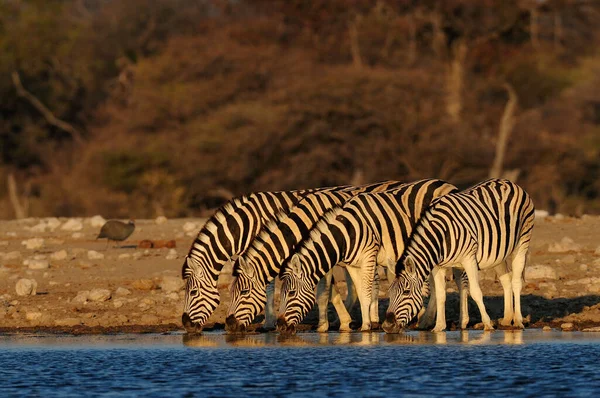 Burchell Zebra Csordája Egy Víznyelőn Iszik Etosha Nationalpark Namíbia Equus — Stock Fotó