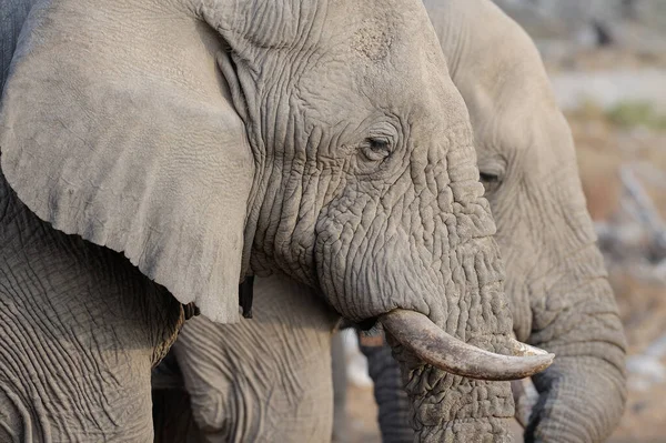 Dos Cabezas Elefante Africano Retratos Etosha Nationalpark Namibia Loxodonta Africana — Foto de Stock