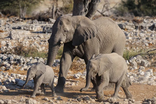 stock image African elephant family are walk, etosha nationalpark, namibia, (loxodonta africana)